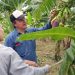 Impulsan el control biológico en cultivos de banana en el norte de Formosa