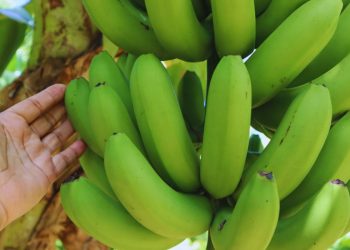 Desarrollan variedades de banana que mejoran el rendimiento y la calidad