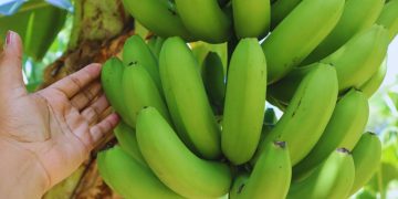Desarrollan variedades de banana que mejoran el rendimiento y la calidad