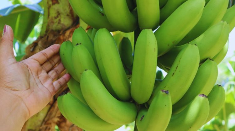 Desarrollan variedades de banana que mejoran el rendimiento y la calidad
