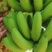 Desarrollan variedades de banana que mejoran el rendimiento y la calidad