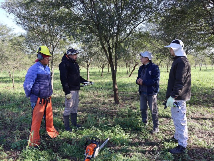 Ensayo de algarrobos nativos en Laguna Naineck