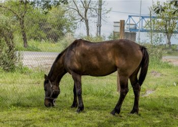 Recomendaciones útiles para la prevención del estrés térmico en los equinos