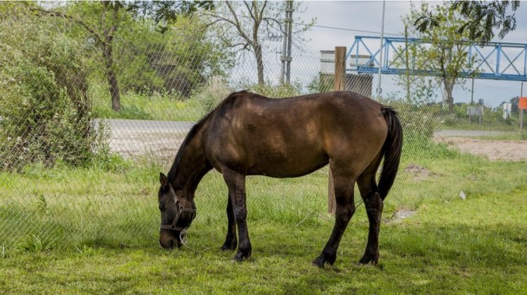 Recomendaciones útiles para la prevención del estrés térmico en los equinos