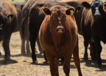 SENASA actualizó los sistemas de control de brucelosis bovina para el movimiento de hacienda