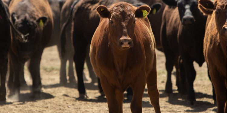 SENASA actualizó los sistemas de control de brucelosis bovina para el movimiento de hacienda