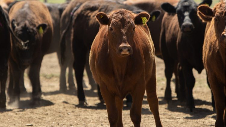SENASA actualizó los sistemas de control de brucelosis bovina para el movimiento de hacienda