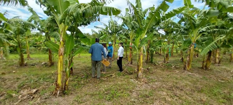 Impulsan el control biológico en cultivos de banana en el norte de Formosa