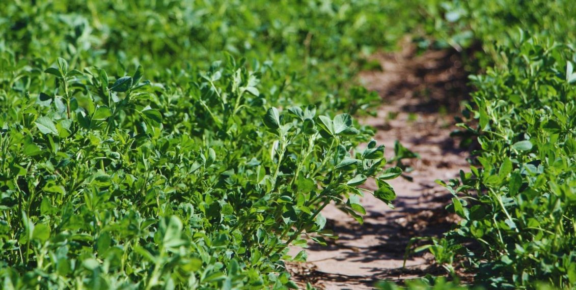 Alfalfa: nuevas variedades para distintos desafíos ganaderos