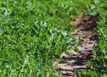 Alfalfa: nuevas variedades para distintos desafíos ganaderos