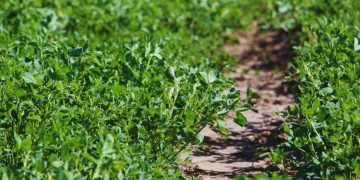 Alfalfa: nuevas variedades para distintos desafíos ganaderos