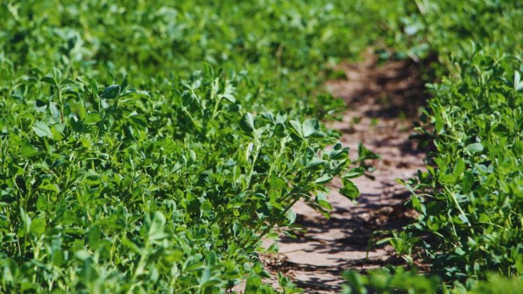 Alfalfa: nuevas variedades para distintos desafíos ganaderos