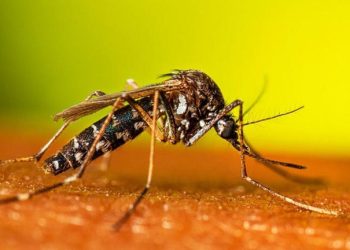 Un estudio reveló cuáles son los colores de la ropa que más atraen a los mosquitos