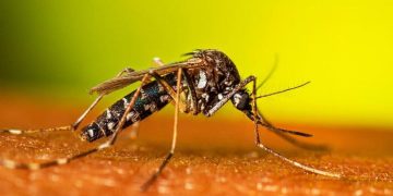 Un estudio reveló cuáles son los colores de la ropa que más atraen a los mosquitos