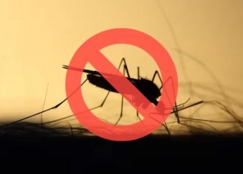 Adiós a los mosquitos: la técnica que gana popularidad para proteger el hogar
