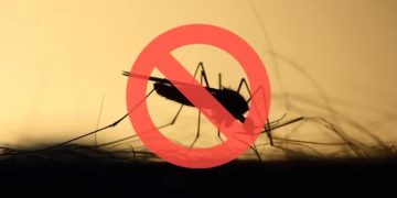Adiós a los mosquitos: la técnica que gana popularidad para proteger el hogar