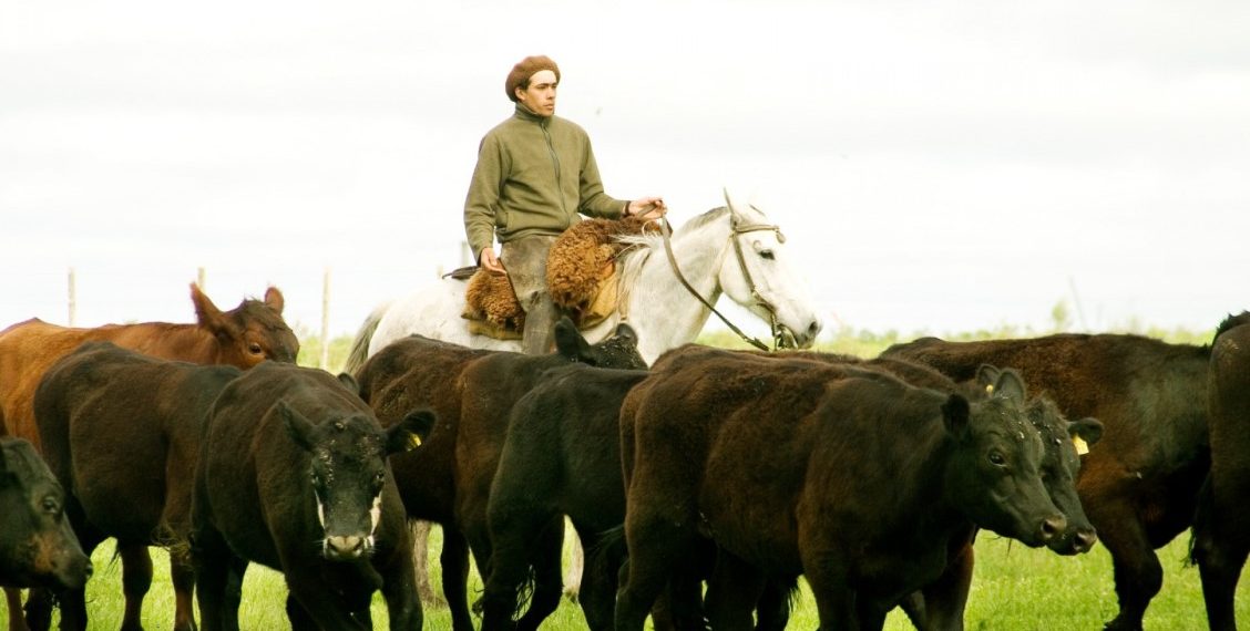 Recuerdan la importancia de la vacunación contra la rabia paresiante para prevenir la enfermedad