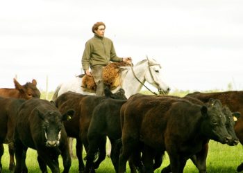 Recuerdan la importancia de la vacunación contra la rabia paresiante para prevenir la enfermedad