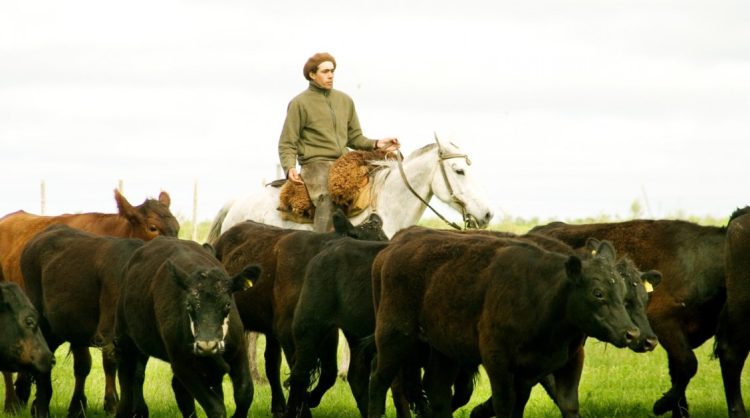 Recuerdan la importancia de la vacunación contra la rabia paresiante para prevenir la enfermedad