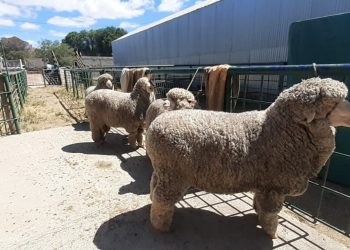 Requisitos para el ingreso de reproductores ovinos a exposiciones en zonas libres de sarna