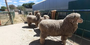 Requisitos para el ingreso de reproductores ovinos a exposiciones en zonas libres de sarna