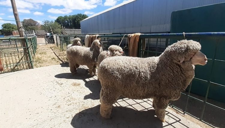 Requisitos para el ingreso de reproductores ovinos a exposiciones en zonas libres de sarna