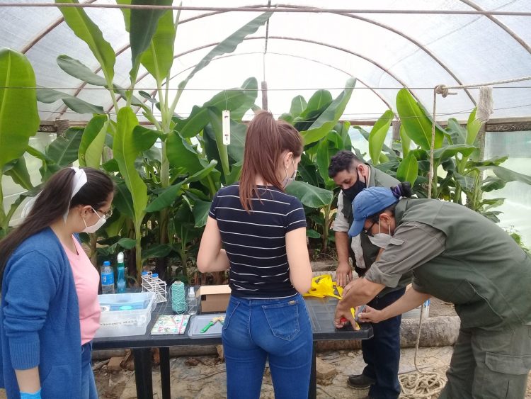 Impulsan el control biológico en cultivos de banana en el norte de Formosa