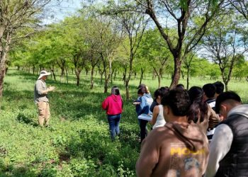 Ensayo de algarrobos nativos en Laguna Naineck
