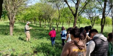 Ensayo de algarrobos nativos en Laguna Naineck