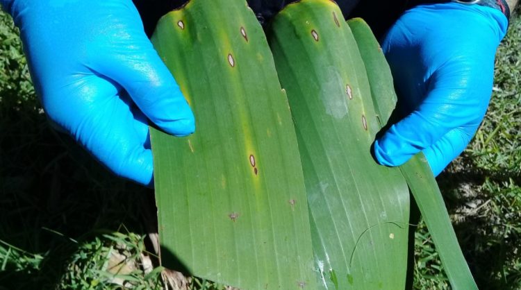 Impulsan el control biológico en cultivos de banana en el norte de Formosa