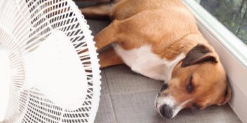 Alerta por las altas temperaturas: cómo evitar el golpe de calor en perros y gatos