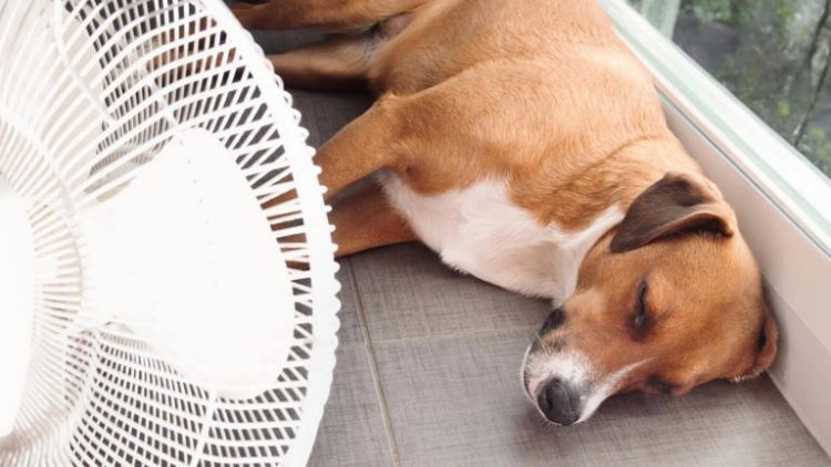 Alerta por las altas temperaturas: cómo evitar el golpe de calor en perros y gatos