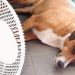 Alerta por las altas temperaturas: cómo evitar el golpe de calor en perros y gatos