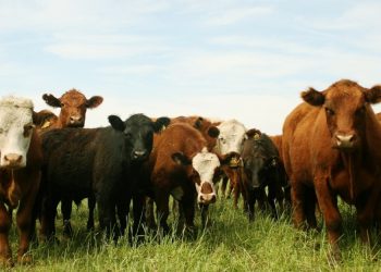 Brucelosis, una zoonosis prevenible que afecta a los animales y a las personas