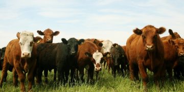 Brucelosis, una zoonosis prevenible que afecta a los animales y a las personas