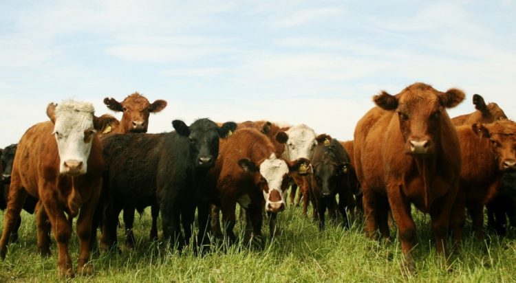 Brucelosis, una zoonosis prevenible que afecta a los animales y a las personas