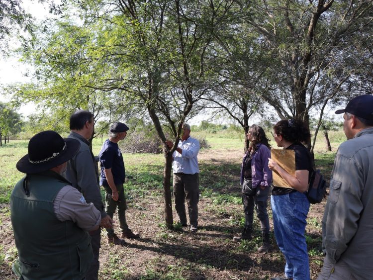 Ensayo de algarrobos nativos en Laguna Naineck