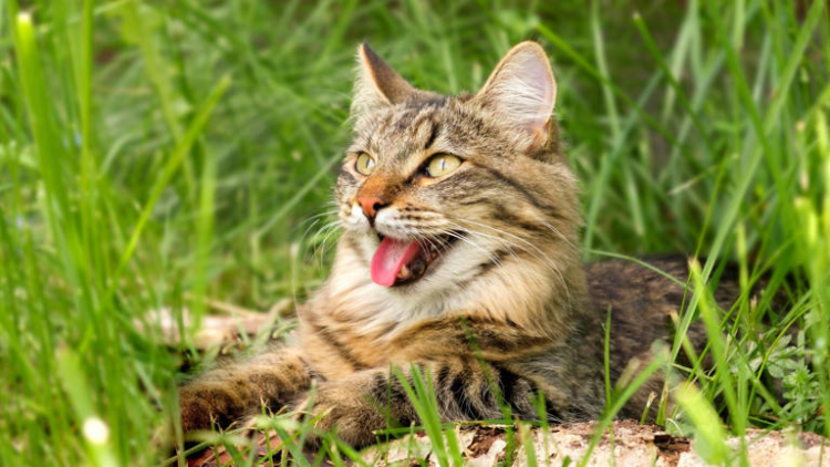 Alerta por las altas temperaturas: cómo evitar el golpe de calor en perros y gatos