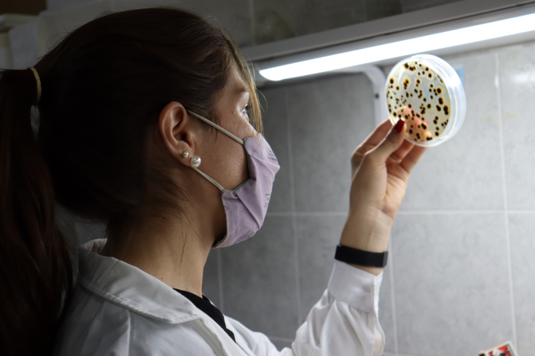 Impulsan el control biológico en cultivos de banana en el norte de Formosa