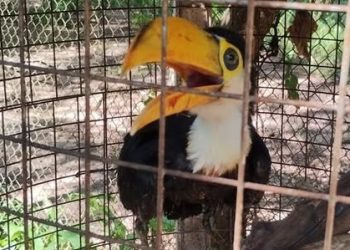 Oportuna acción vecinal permitió el rescate de un tucán herido