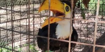 Oportuna acción vecinal permitió el rescate de un tucán herido