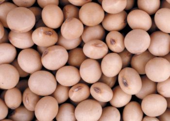 La primera soja, desde el norte: un lote de Formosa inauguró la cosecha 2025/26