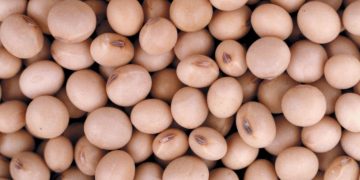 La primera soja, desde el norte: un lote de Formosa inauguró la cosecha 2025/26