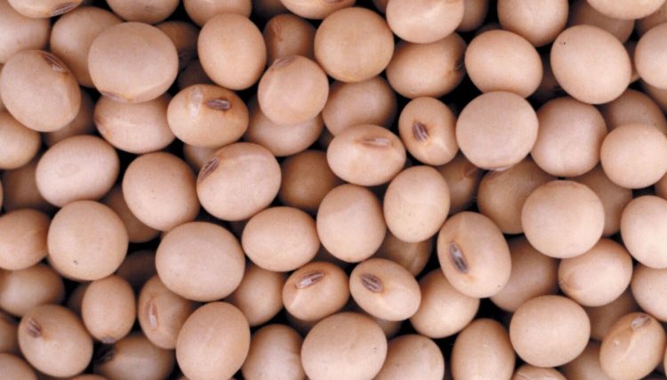 La primera soja, desde el norte: un lote de Formosa inauguró la cosecha 2025/26