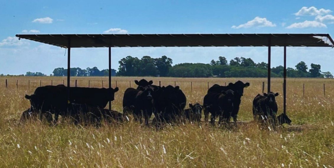 Ganadería: recomendaciones para sostener la producción y evitar pérdidas en verano