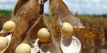 Formosa aportó el primer lote de soja de la campaña 2025/26