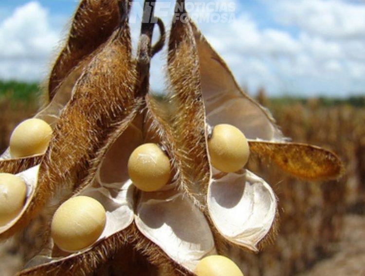 Formosa aportó el primer lote de soja de la campaña 2025/26