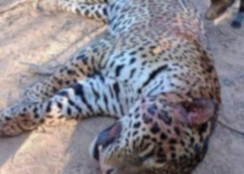 Yaguareté cazado en Formosa: cada imputado deberá pagar 5 millones de pesos