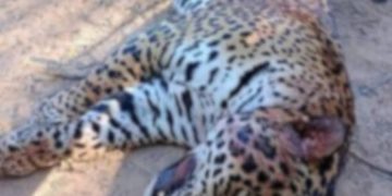 Yaguareté cazado en Formosa: cada imputado deberá pagar 5 millones de pesos