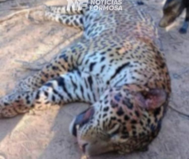 Yaguareté cazado en Formosa: cada imputado deberá pagar 5 millones de pesos